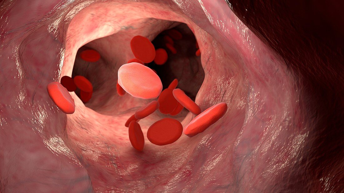 Red blood cells in blood vessel, illustration