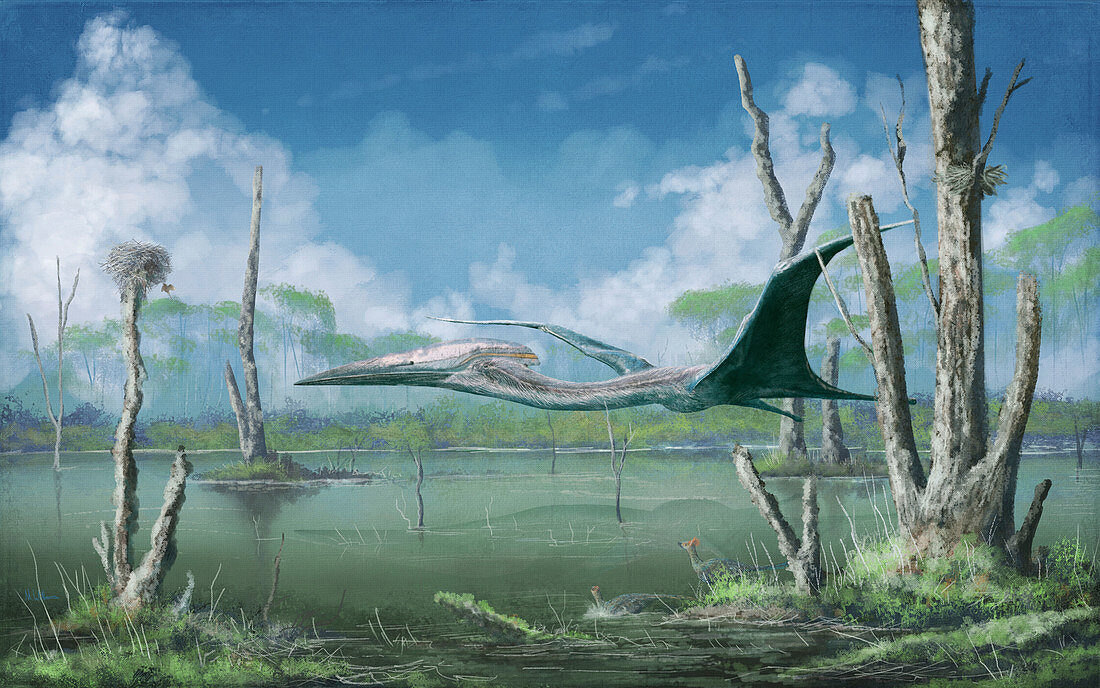 Azhdarchid pterosaur in flight, illustration