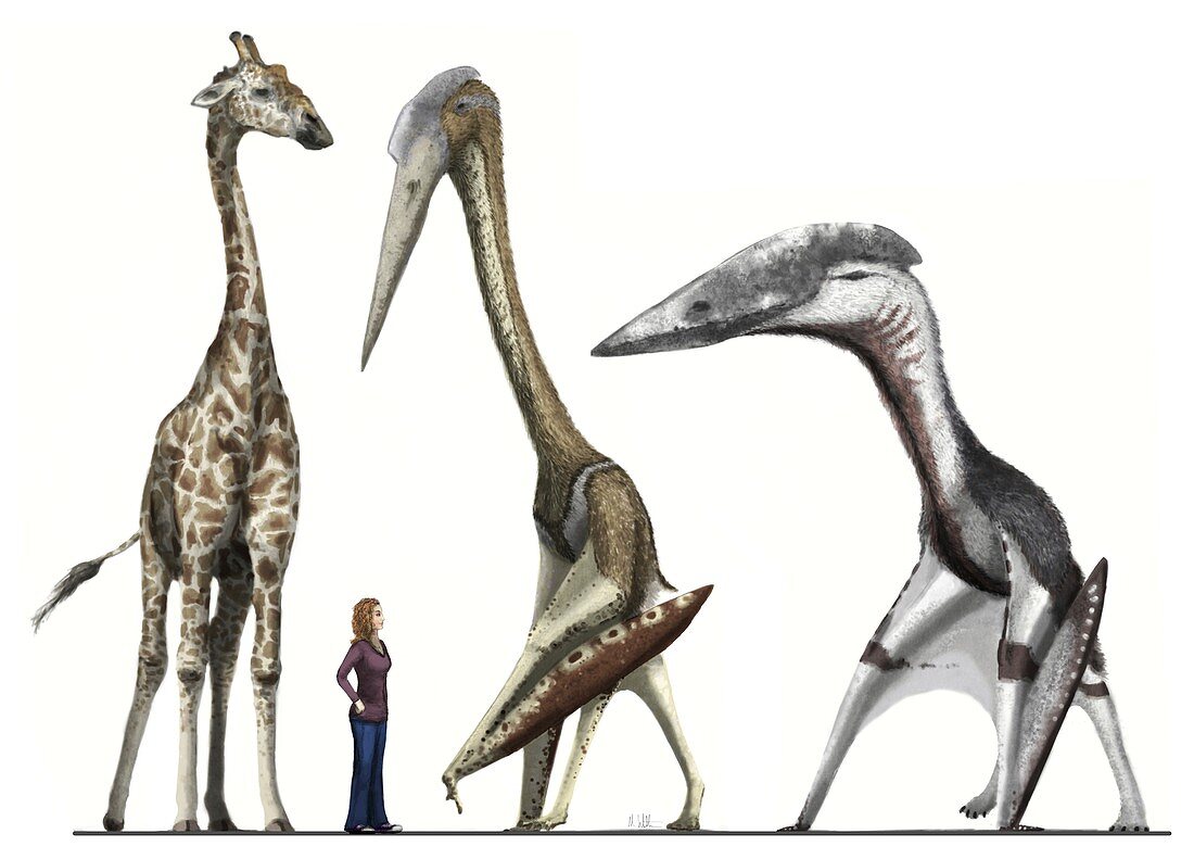 Pterosaurs, giraffe and human, illustration