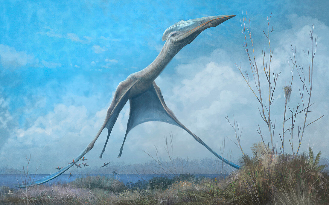 Hatzegopteryx pterosaur in flight illustration
