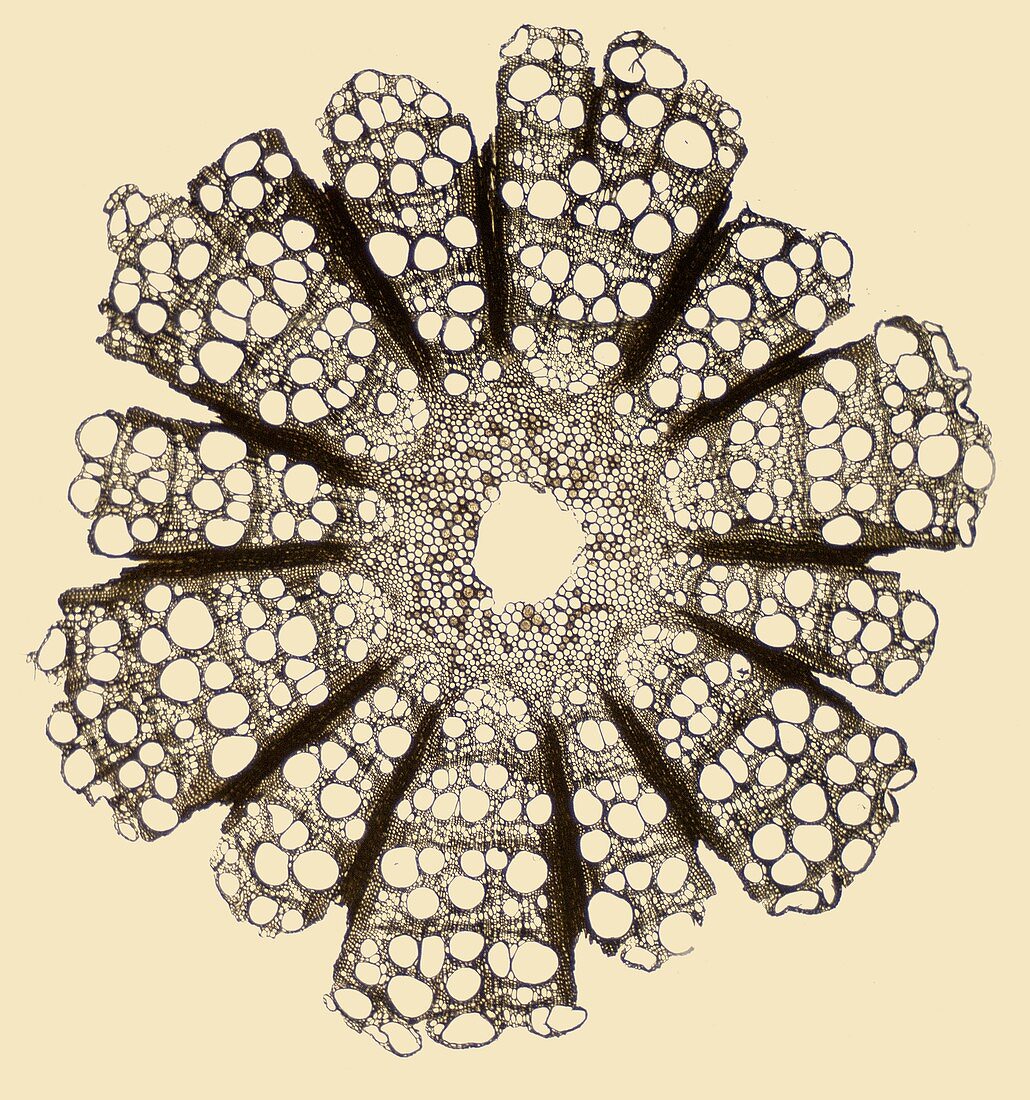 Traveller's joy (Clematis vitalba) stem, light micrograph