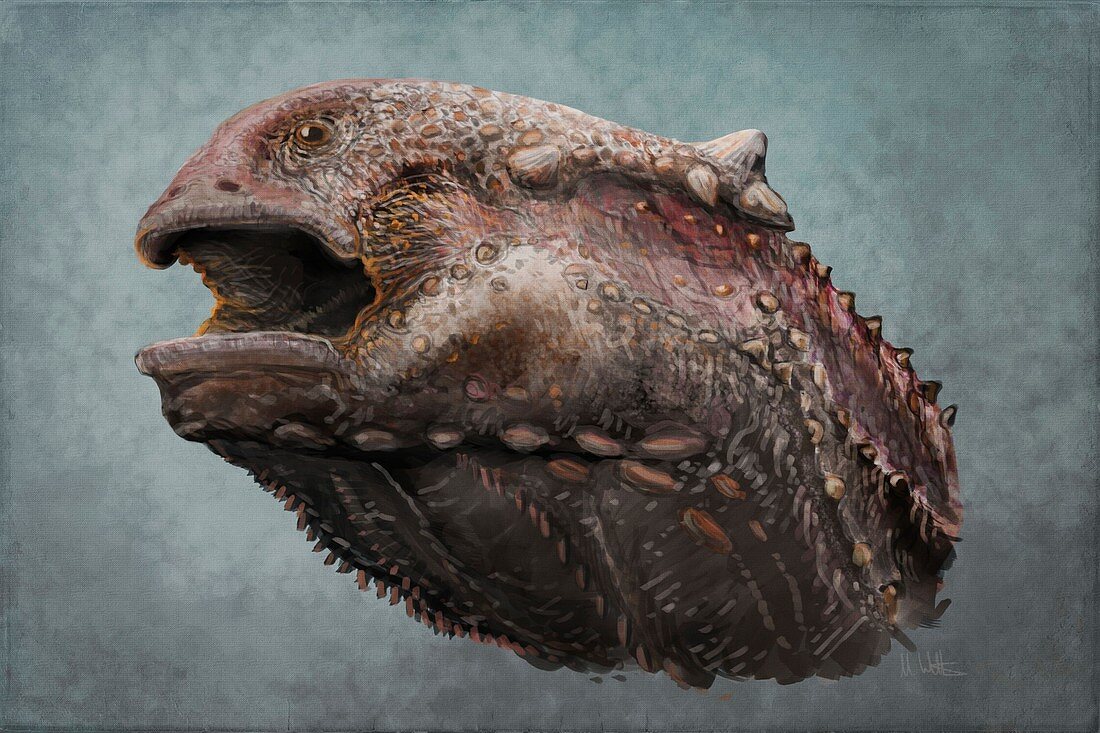 Henodus aquatic reptile head, illustration