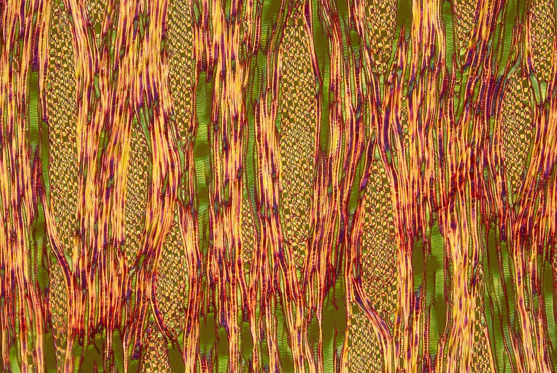 Holly (Ilex fargesii) wood, polarised light micrograph