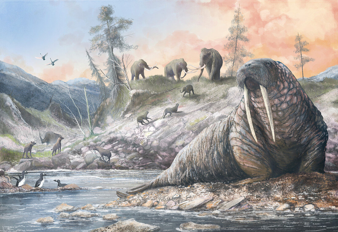 Pleistocene fauna, illustration