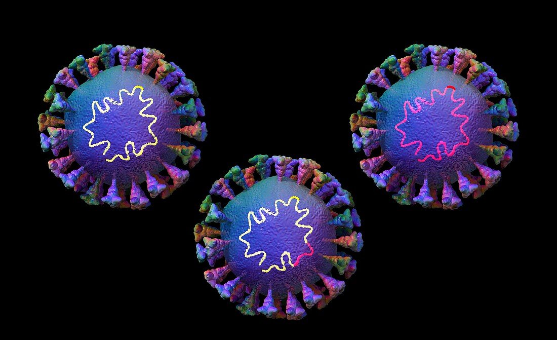 Recombination in coronavirus particles, illustration