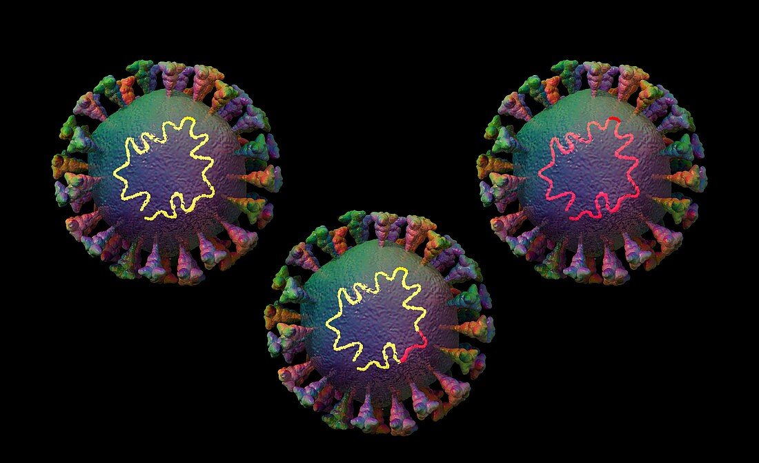 Recombination in coronavirus particles, illustration