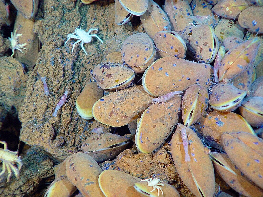Mussels and crustaceans near hydrothermal vents