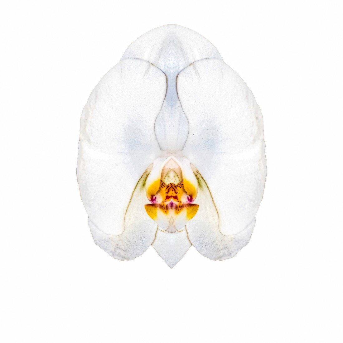 Single white Orchid, illustration