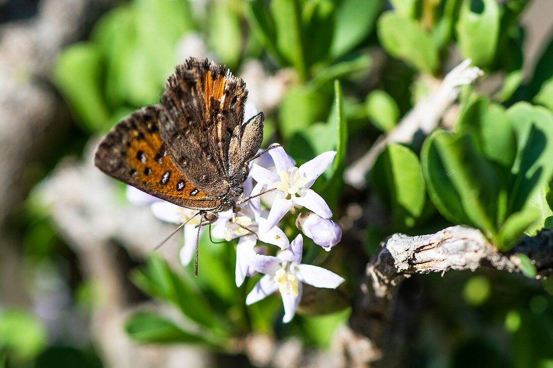 Copper butterfly pollinating flowers