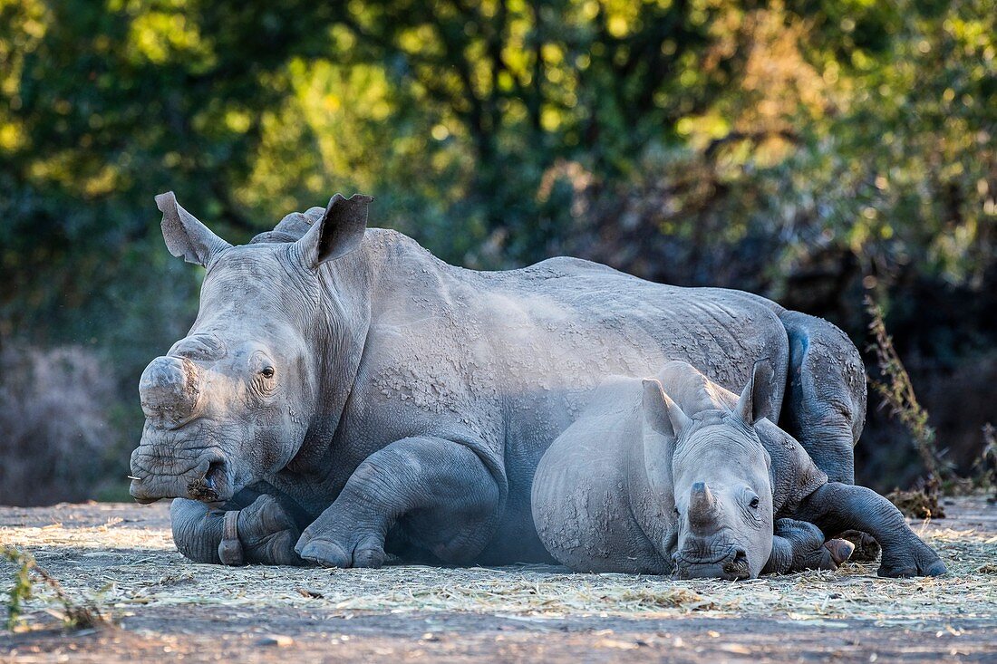 Dehorned white rhino and calf