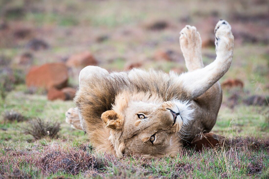 Male lion lying on his back