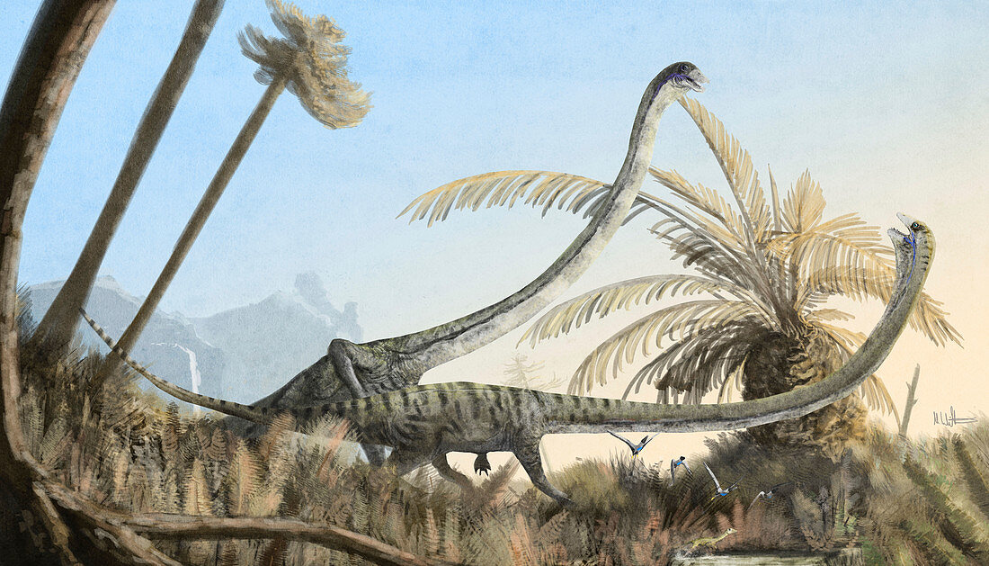 Tanystropheus prehistoric reptiles, illustration