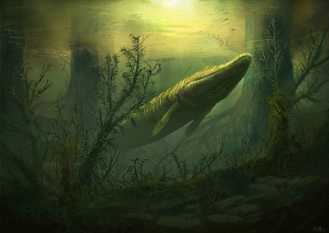 Tiktaalik prehistoric fish, illustration
