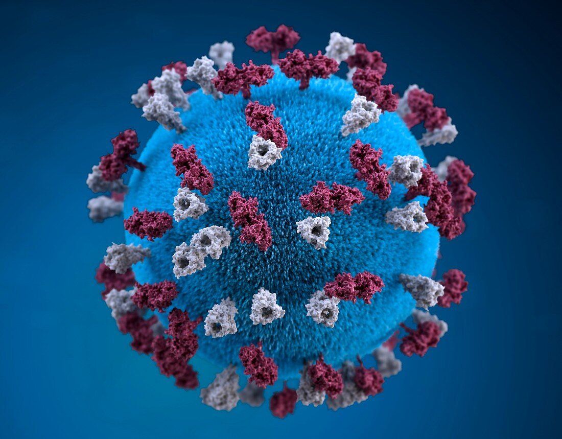Measles virus particle, illustration
