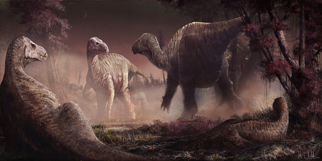 Iguanodon dinosaurs, illustration