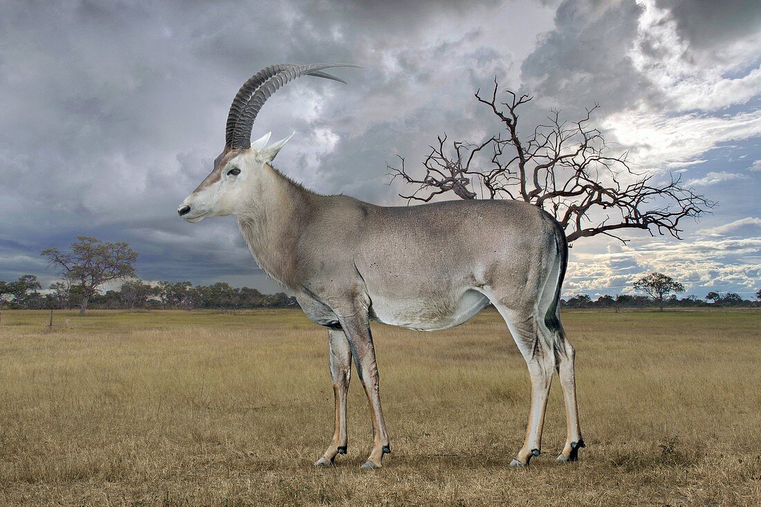Blue antelope, illustration