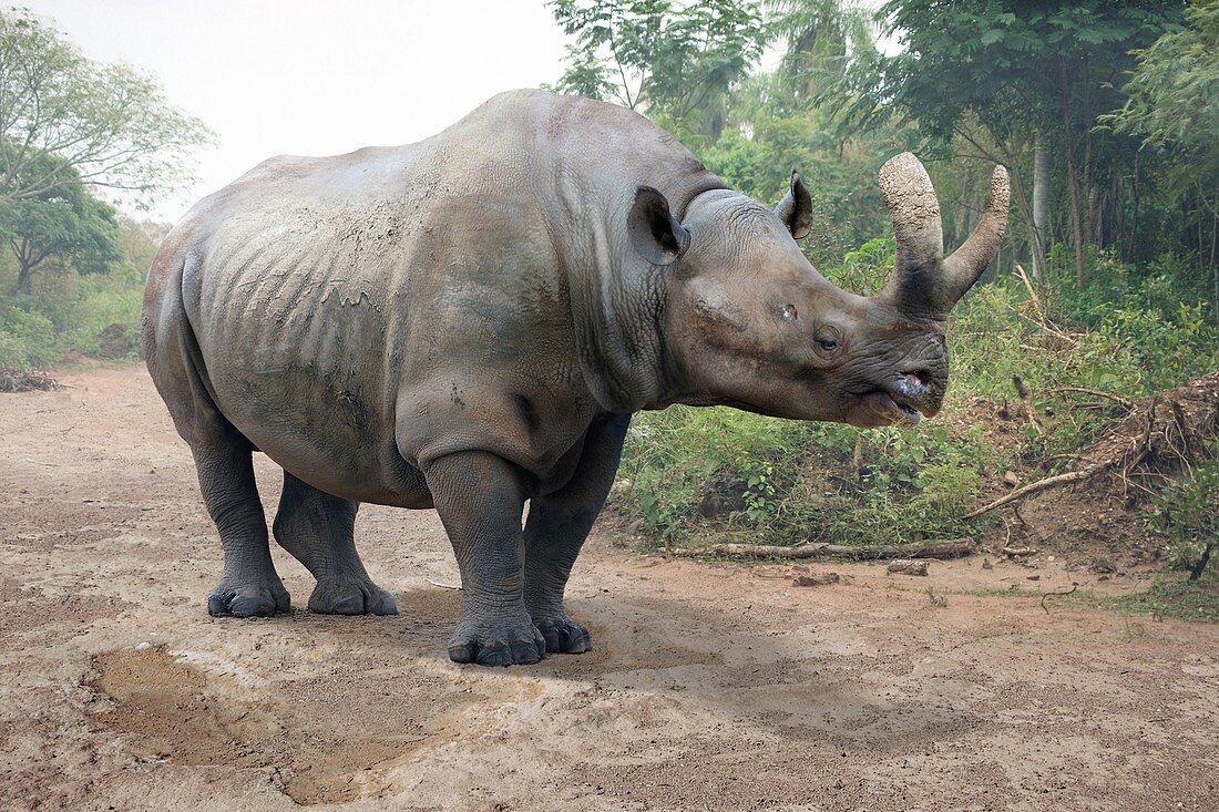 Megacerops extinct rhino, illustration