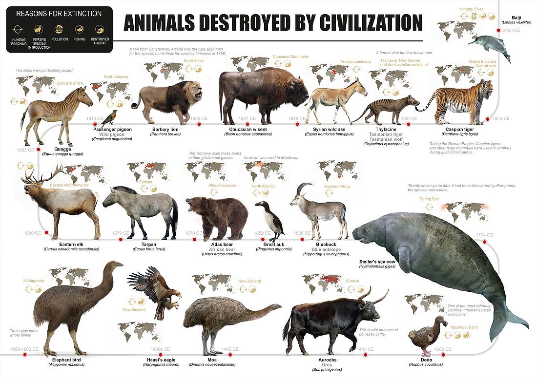 Animals destroyed by civilization, illustrations