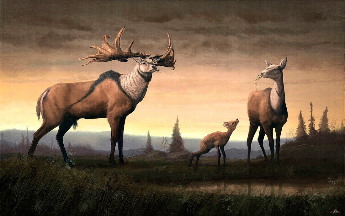 Irish elk family, illustration