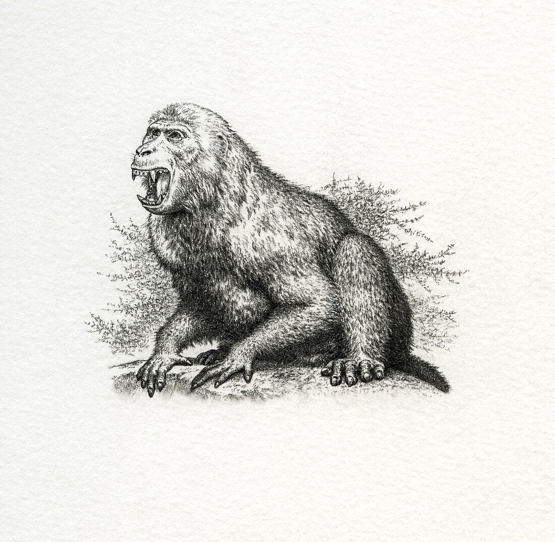 Aegyptopithecus prehistoric primate, illustration