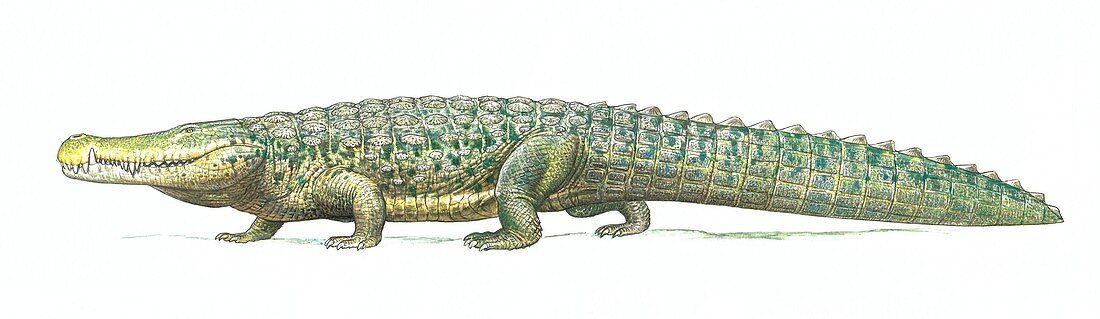 Deinosuchus prehistoric crocodilian, illustration
