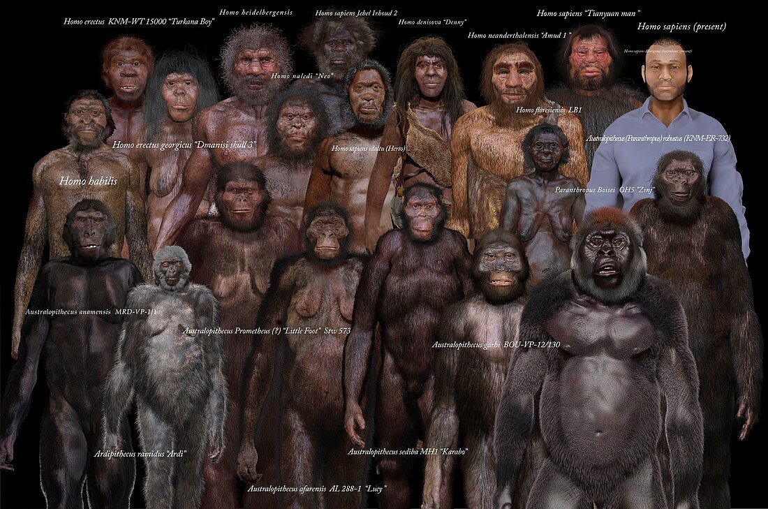 Australopithecine species, illustration