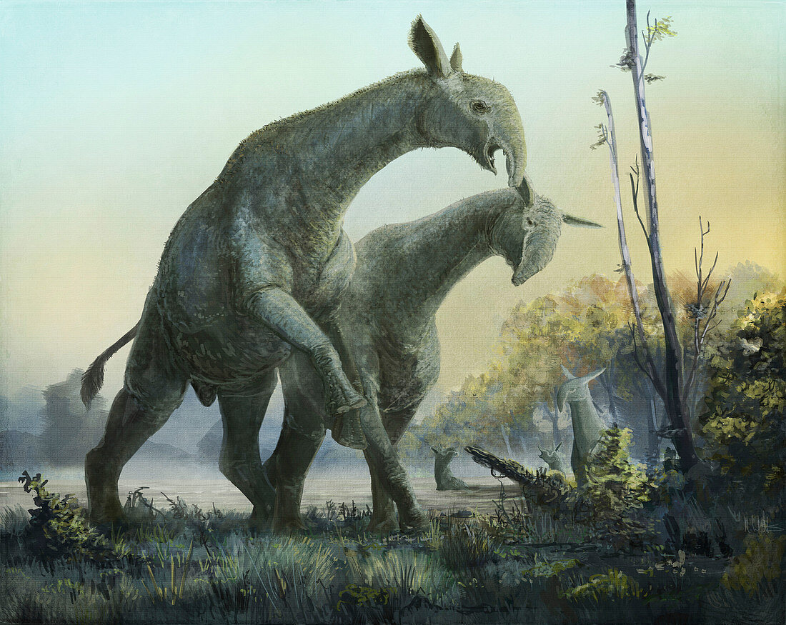 Paraceratherium prehistoric mammals, illustration