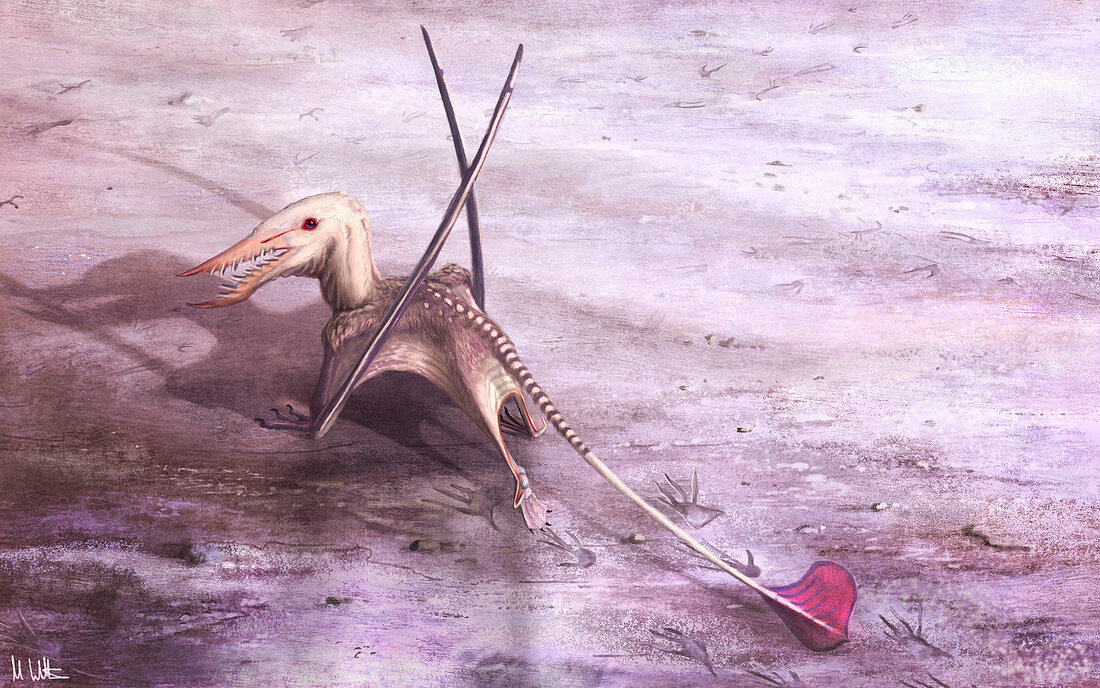 Rhamphichnus pterosaur, illustration