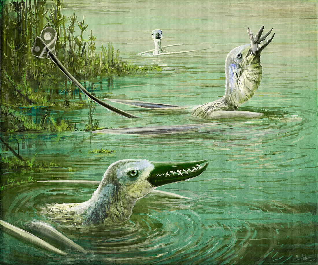 Rhamphorhynchus pterosaurs, illustration