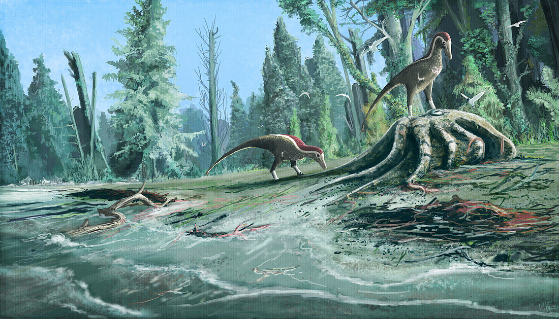 Troodon dinosaurs feeding, illustration
