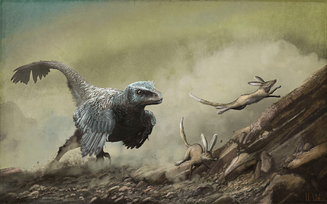 Velociraptor chasing prey, illustration