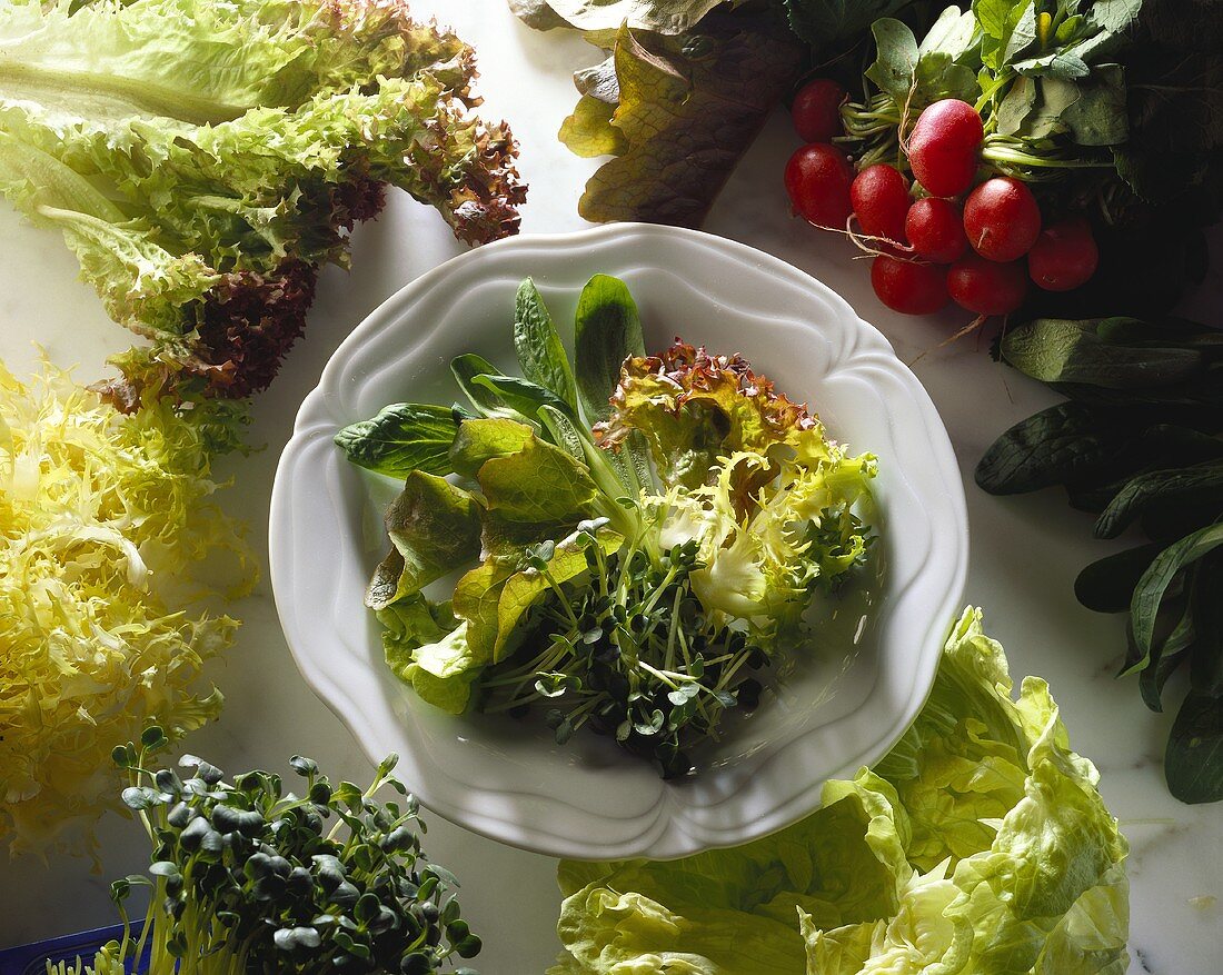 Mehrere Blattsalate in einer Schüssel, Deko: frische Salate