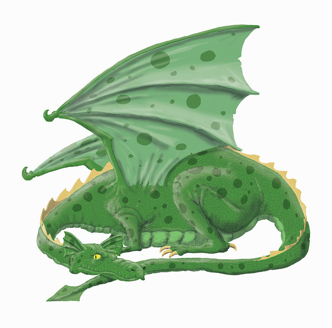 Green dragon, illustration