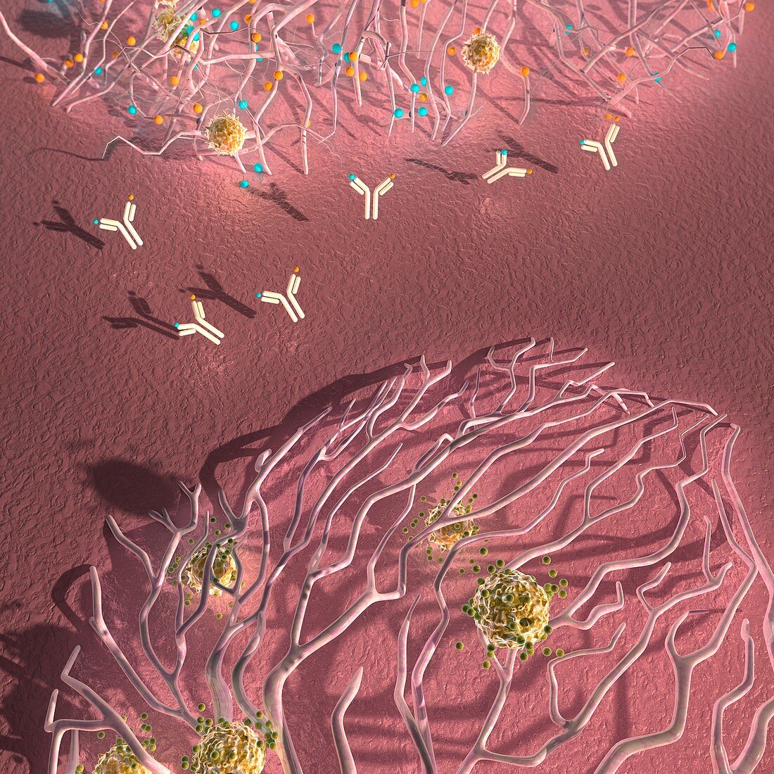 Antiangiogenic cancer treatment, illustration