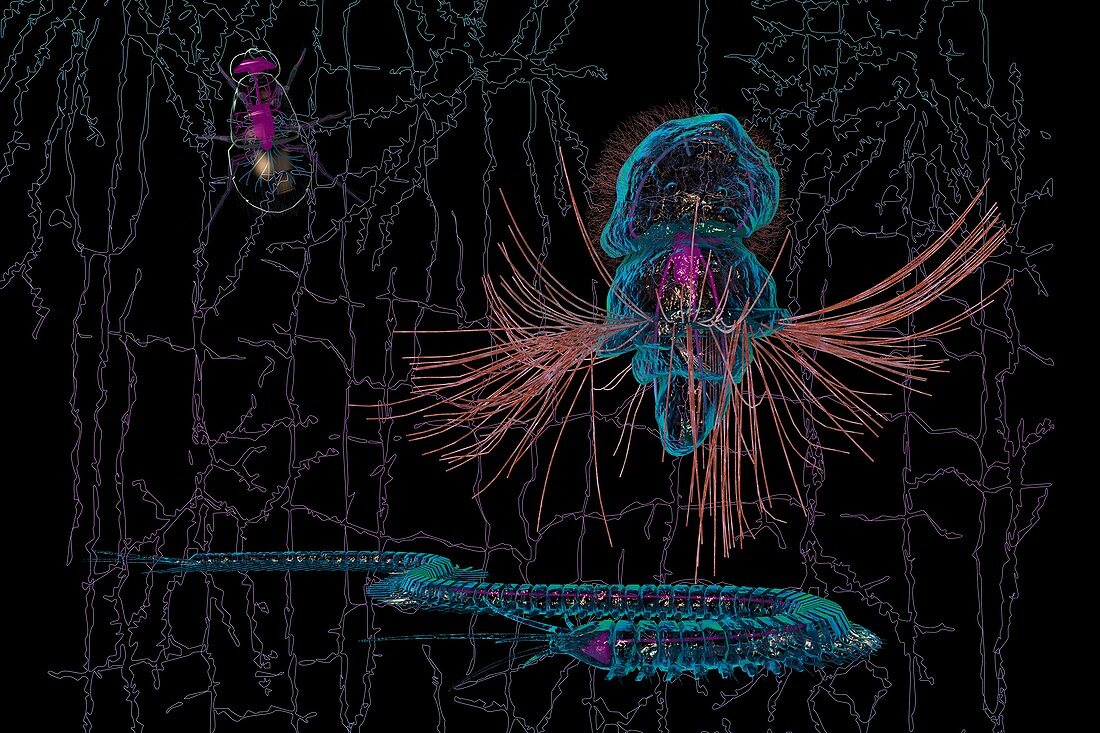 Evolution of bilaterian nerve cords, conceptual illustration