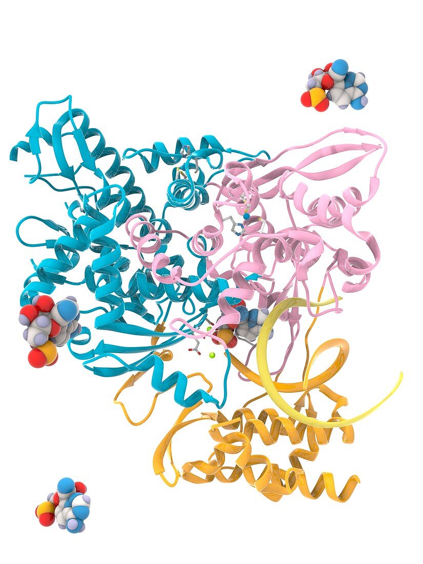 Potential coronavirus drug and target, illustration