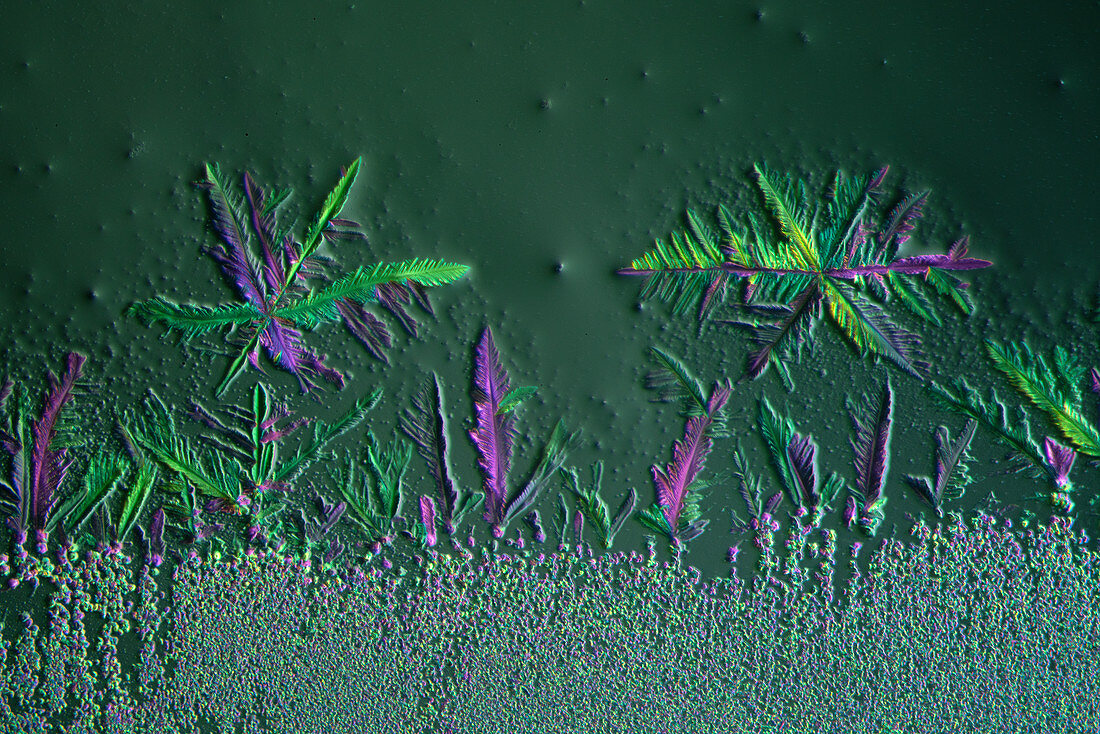 Metal sulphates, polarised light micrograph