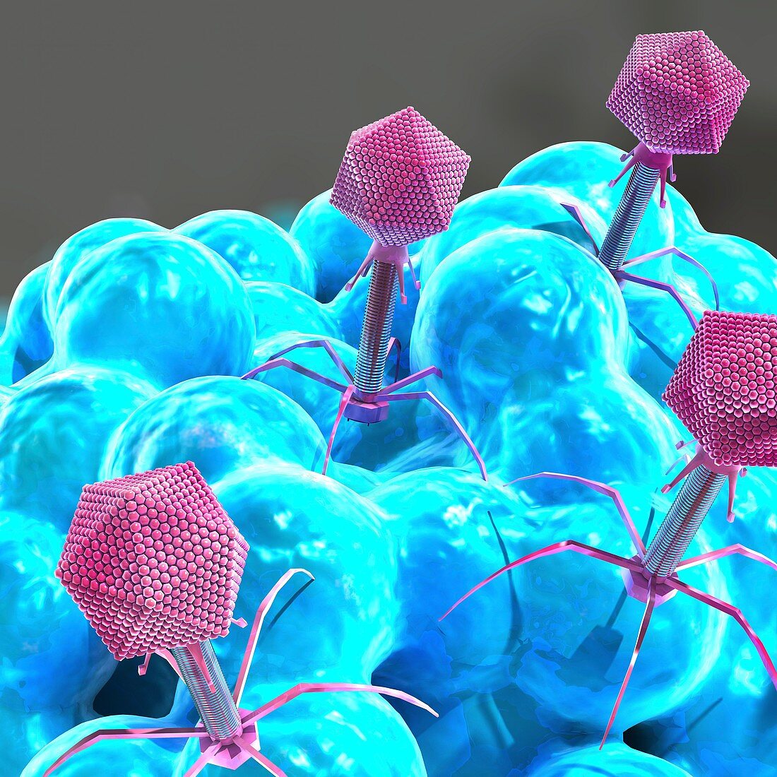 Bacteriophages infecting bacterium, illustration