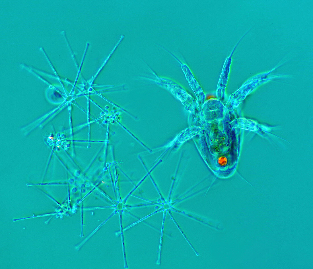 Copepod larva, polarised light micrograph