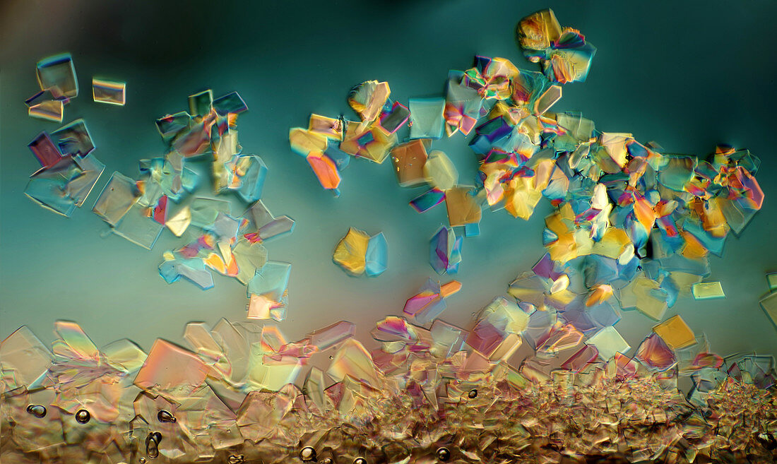 Sugar crystals, polarised light micrograph