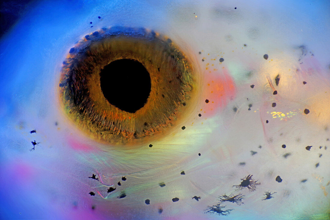 Fish eye, polarised light micrograph