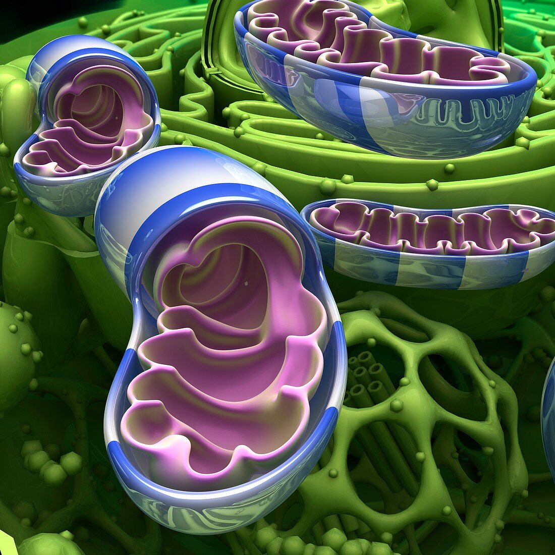 Mitochondria, illustration