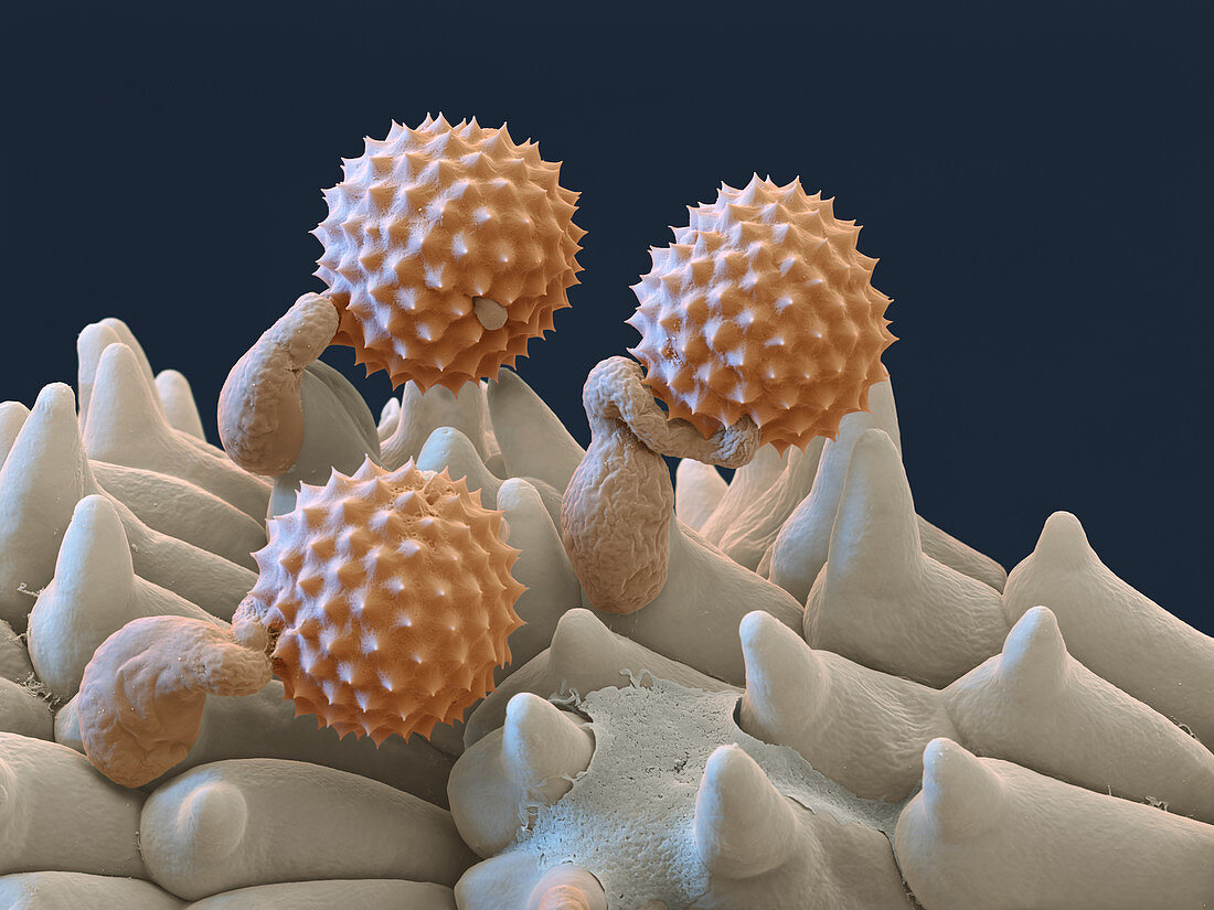 Ragweed (Ambrosia sp.) pollen, SEM