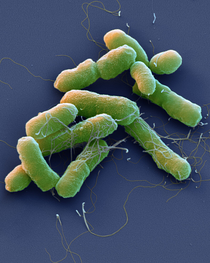 Proteus mirabilis bacteria, SEM