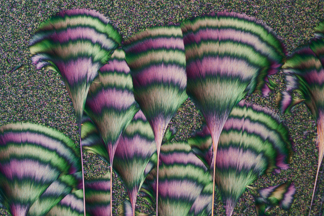 Copper chloride and glucose, polarised light micrograph