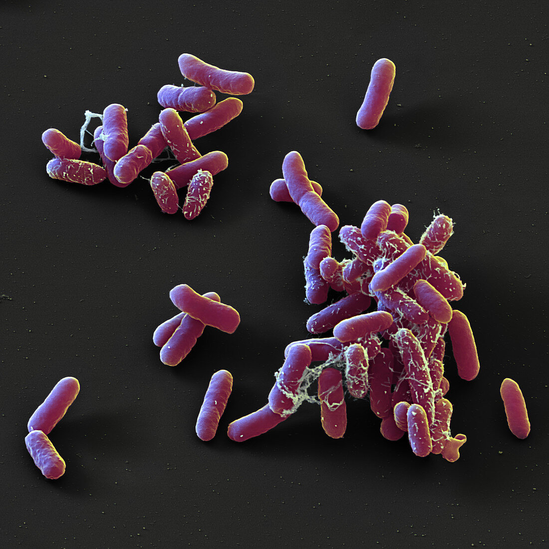 Enterobacter cloacae bacteria, SEM