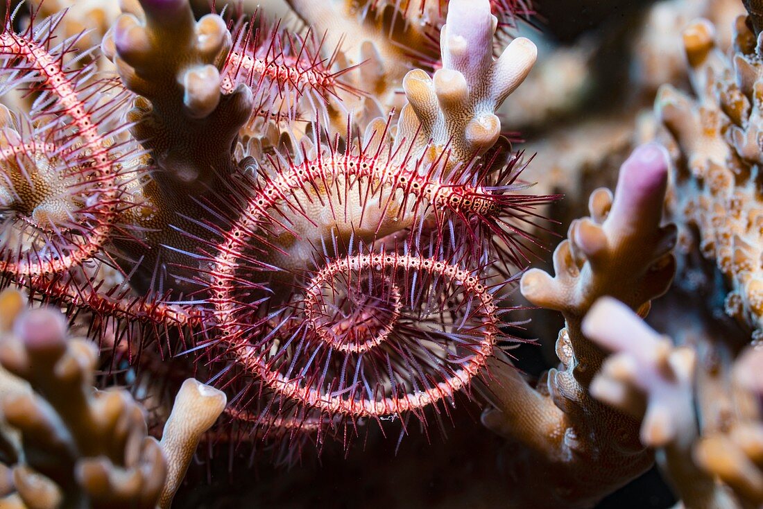 Dark red spined brittle star