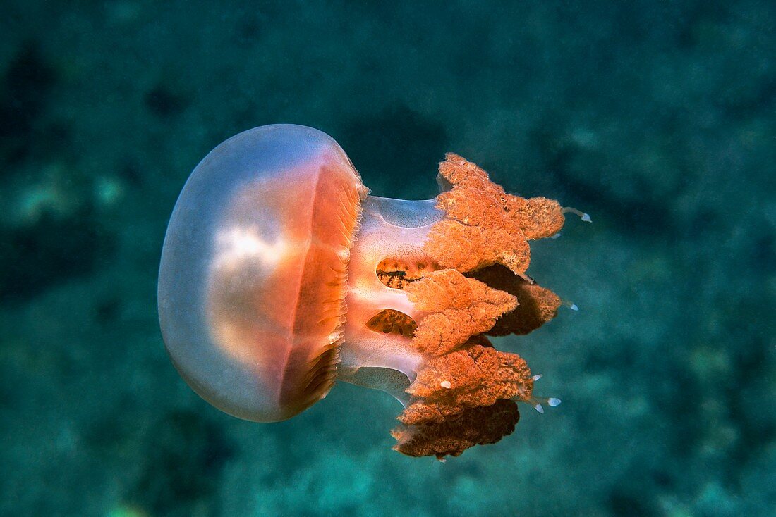 Mastigias jellyfish