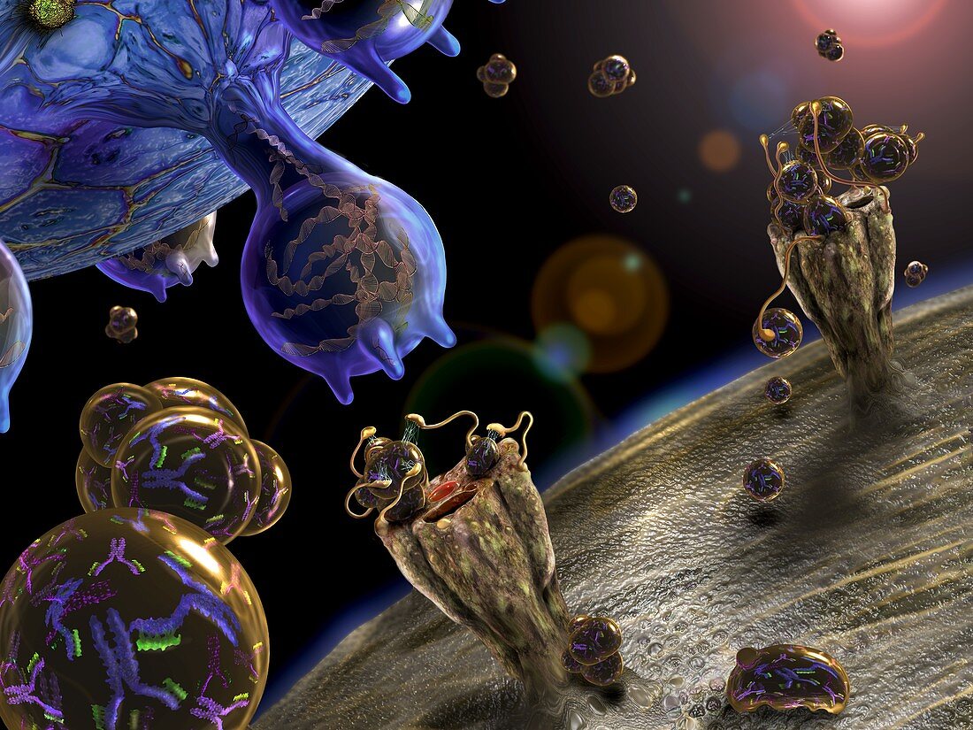 Antibody coronavirus treatment, illustration