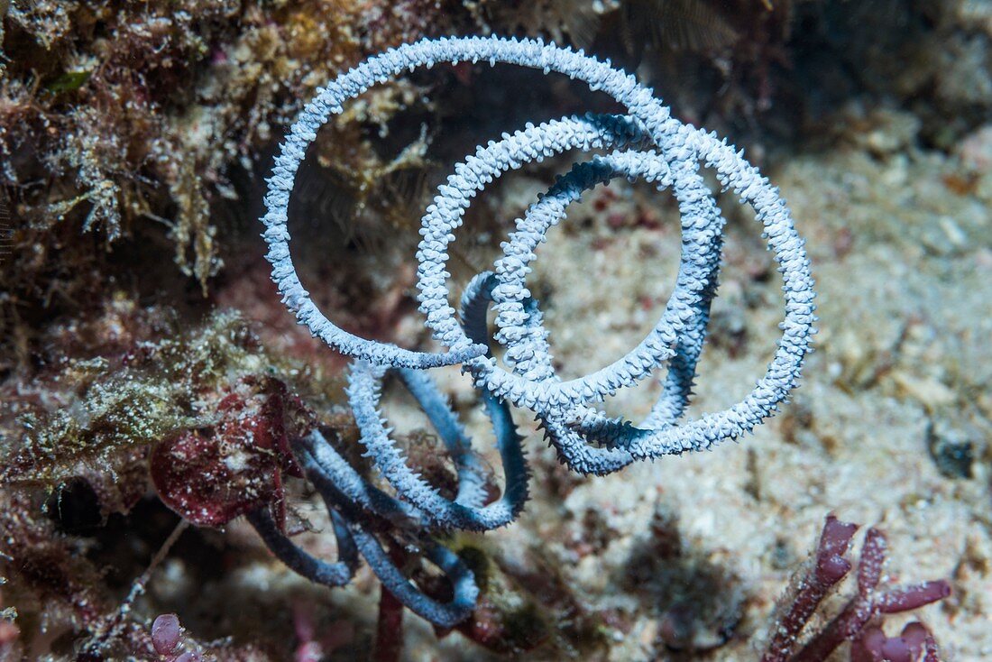 Whip coral